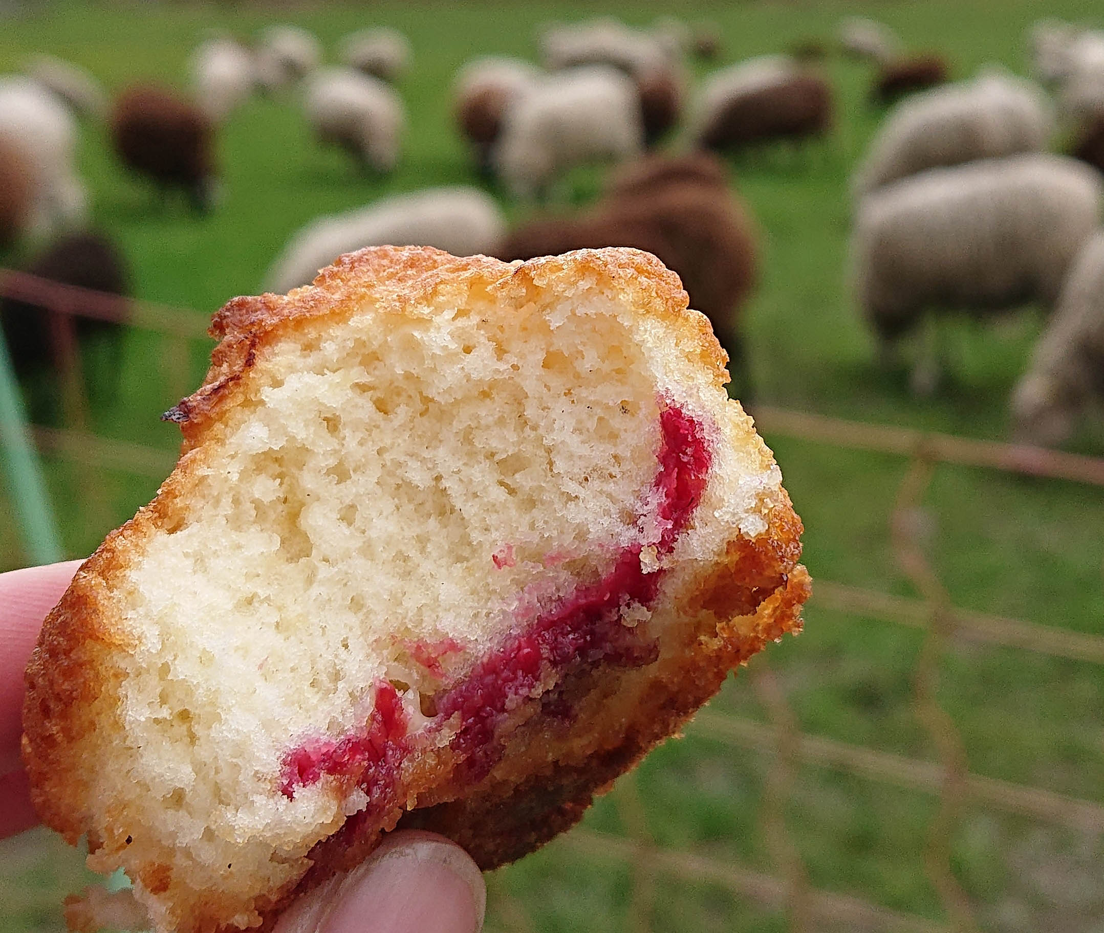 Recept på Hallonmuffins med vit choklad